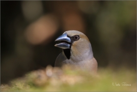 <p>DLASK TLUSTOZOBÝ (Coccothraustes coccothraustes) Šluknovsko - Jiříkov ---- /Hawfinch - Kernbeißer/</p>